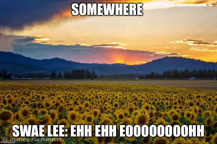 Cause your a sunflower your love will never be too much | SOMEWHERE; SWAE LEE: EHH EHH EOOOOOOOOHH | image tagged in sunflowers after rain | made w/ Imgflip meme maker