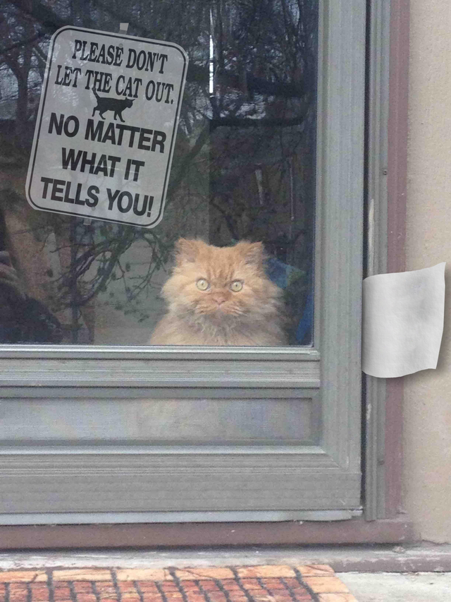 Cat No Matter Blank Meme Template