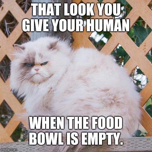 Angry at human_No food | THAT LOOK YOU GIVE YOUR HUMAN; WHEN THE FOOD BOWL IS EMPTY. | image tagged in hungry cat,angry cat | made w/ Imgflip meme maker