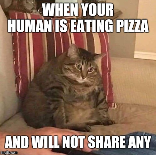 Upset cat wants pizza | WHEN YOUR HUMAN IS EATING PIZZA; AND WILL NOT SHARE ANY | image tagged in hungry cat,big cats,big cat,angry cat | made w/ Imgflip meme maker