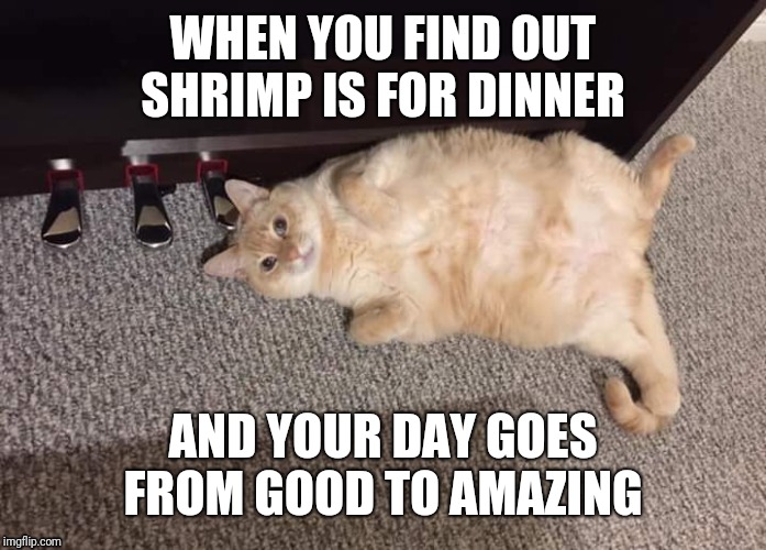 KITTY WANTS SHRIMP | WHEN YOU FIND OUT SHRIMP IS FOR DINNER; AND YOUR DAY GOES FROM GOOD TO AMAZING | image tagged in hungry cat,happy cat,surprised cat | made w/ Imgflip meme maker