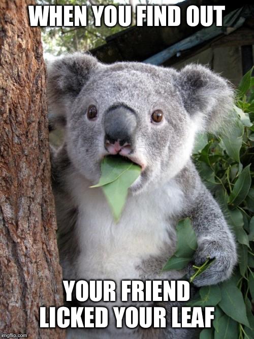 Surprised Koala | WHEN YOU FIND OUT; YOUR FRIEND LICKED YOUR LEAF | image tagged in memes,surprised koala | made w/ Imgflip meme maker