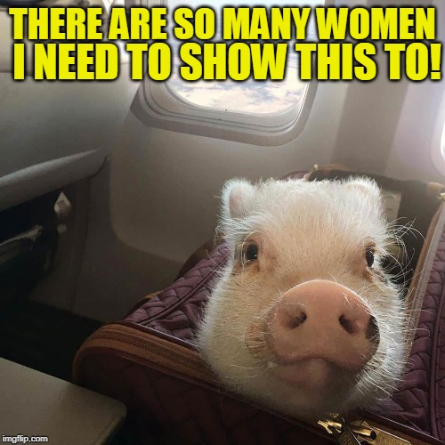 When Pigs Fly | I NEED TO SHOW THIS TO! THERE ARE SO MANY WOMEN | image tagged in just a joke,humor | made w/ Imgflip meme maker