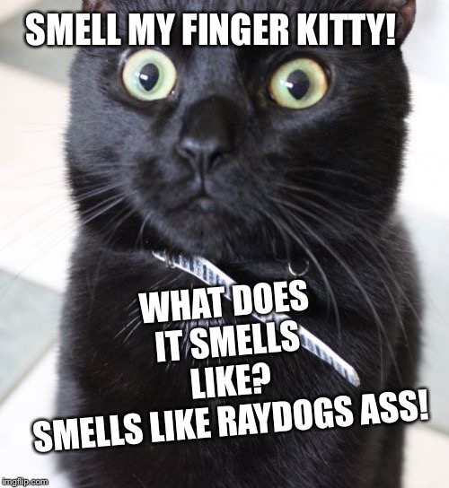 Woah Kitty |  WHAT DOES IT SMELLS LIKE? SMELLS LIKE RAYDOGS ASS! SMELL MY FINGER KITTY! | image tagged in memes,woah kitty | made w/ Imgflip meme maker