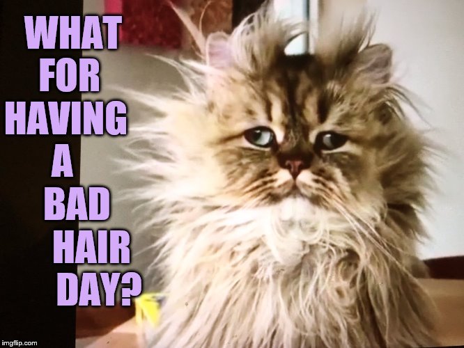 WHAT   FOR    HAVING     A         BAD        HAIR        DAY? | made w/ Imgflip meme maker