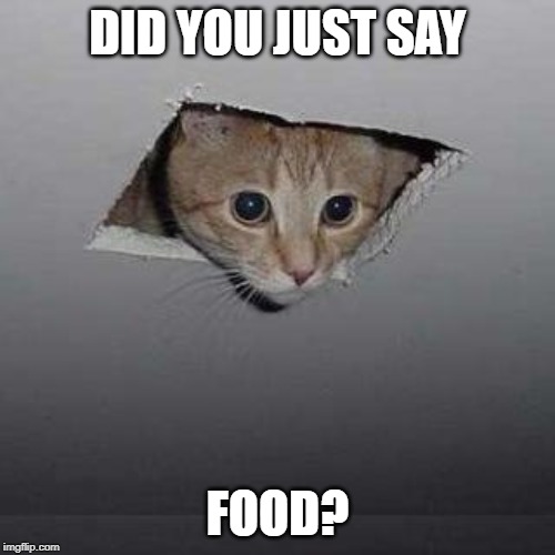 I'd come down for food too... | DID YOU JUST SAY; FOOD? | image tagged in memes,ceiling cat | made w/ Imgflip meme maker