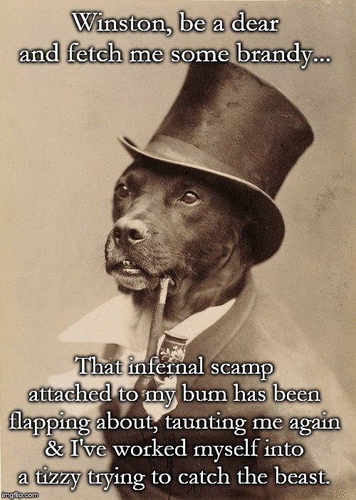 Old Money Dog Discovers His Tail | Winston, be a dear and fetch me some brandy... That infernal scamp attached to my bum has been flapping about, taunting me again & I've worked myself into a tizzy trying to catch the beast. | image tagged in old money dog,dogs,memes,funny | made w/ Imgflip meme maker