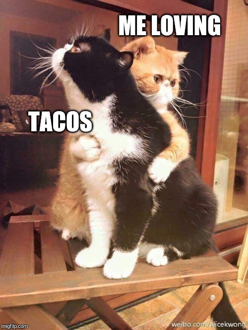 cats hugging | ME LOVING; TACOS | image tagged in cats hugging | made w/ Imgflip meme maker
