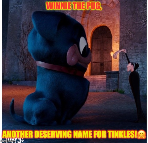 Tinkles the pug! | WINNIE THE PUG, ANOTHER DESERVING NAME FOR TINKLES!🤗 | image tagged in tinkles the pug | made w/ Imgflip meme maker