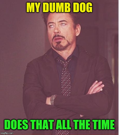Face You Make Robert Downey Jr Meme | MY DUMB DOG DOES THAT ALL THE TIME | image tagged in memes,face you make robert downey jr | made w/ Imgflip meme maker