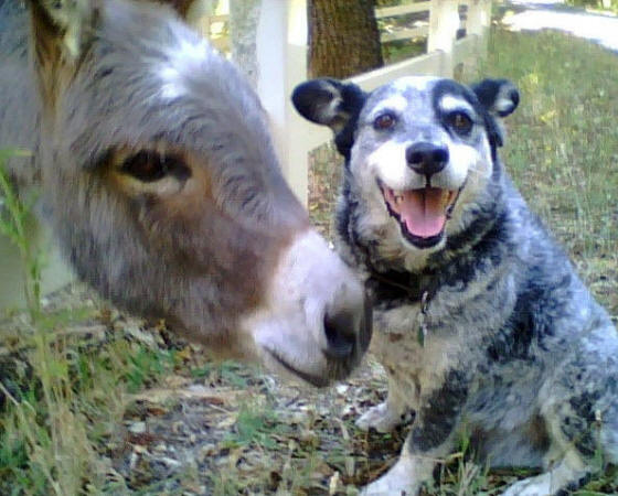 Dog and donkey Blank Meme Template