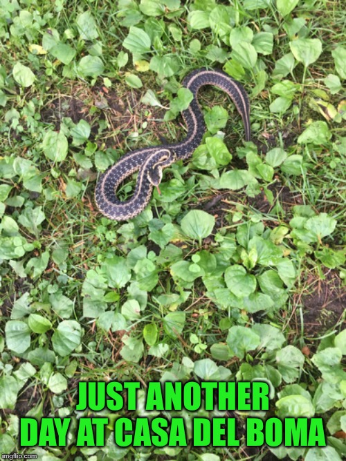 Cute little guy tried to bite my shoe | JUST ANOTHER DAY AT CASA DEL BOMA | image tagged in snake the grass | made w/ Imgflip meme maker