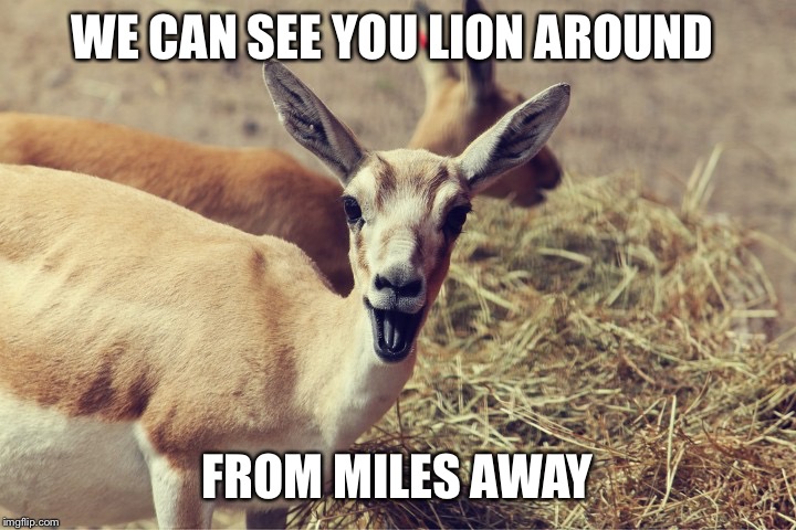 Laughing antelope | WE CAN SEE YOU LION AROUND FROM MILES AWAY | image tagged in laughing antelope | made w/ Imgflip meme maker