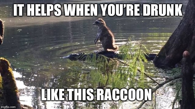 raccoon-alligator-riding | IT HELPS WHEN YOU’RE DRUNK LIKE THIS RACCOON | image tagged in raccoon-alligator-riding | made w/ Imgflip meme maker