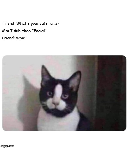 Name The Cat Blank Meme Template