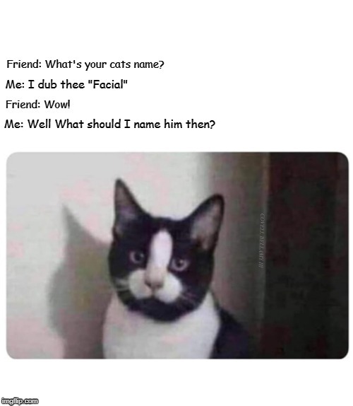 Name The Cat | Me: Well What should I name him then? COVELL BELLAMY III | image tagged in name the cat | made w/ Imgflip meme maker