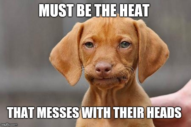 Dissapointed puppy | MUST BE THE HEAT THAT MESSES WITH THEIR HEADS | image tagged in dissapointed puppy | made w/ Imgflip meme maker