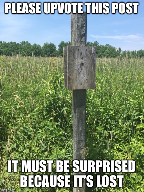 PLEASE UPVOTE THIS POST; IT MUST BE SURPRISED BECAUSE IT’S LOST | image tagged in post,upvote,memes,funny picture | made w/ Imgflip meme maker