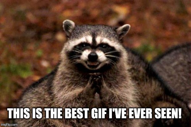 Evil Plotting Raccoon Meme | THIS IS THE BEST GIF I'VE EVER SEEN! | image tagged in memes,evil plotting raccoon | made w/ Imgflip meme maker