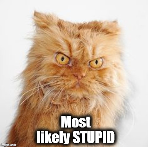 mean cat | Most likely STUPID | image tagged in mean cat | made w/ Imgflip meme maker