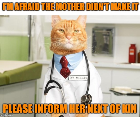 Cat Doctor | I'M AFRAID THE MOTHER DIDN'T MAKE IT PLEASE INFORM HER NEXT OF KIN | image tagged in cat doctor | made w/ Imgflip meme maker