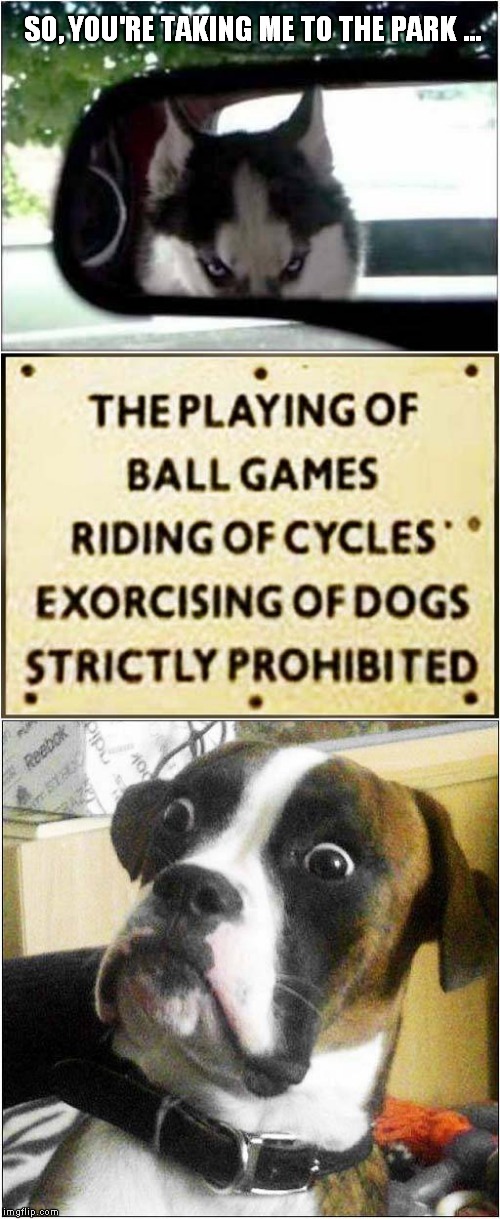 I Need To Exorcise My Dog | SO, YOU'RE TAKING ME TO THE PARK ... | image tagged in fun,dogs | made w/ Imgflip meme maker
