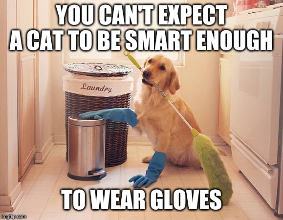 YOU CAN'T EXPECT A CAT TO BE SMART ENOUGH TO WEAR GLOVES | made w/ Imgflip meme maker