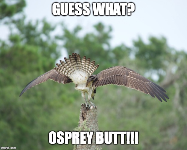 Guess What? | GUESS WHAT? OSPREY BUTT!!! | image tagged in osprey,butt,guess what | made w/ Imgflip meme maker