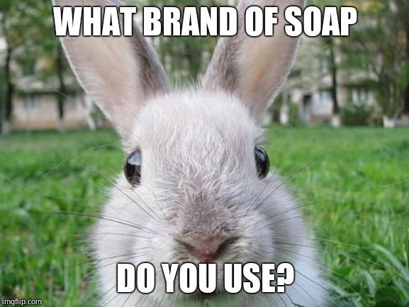 Well? | WHAT BRAND OF SOAP; DO YOU USE? | image tagged in rabbit,questions,sometimes i wonder | made w/ Imgflip meme maker