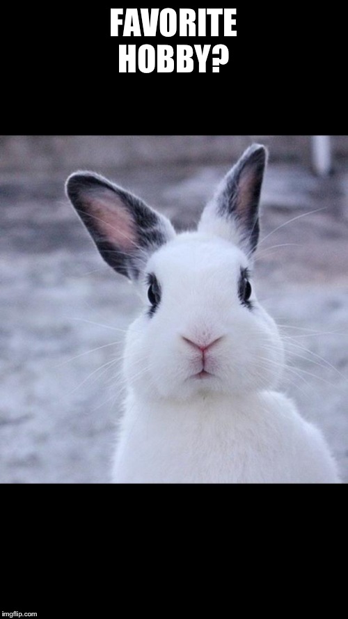 Rabbit | FAVORITE HOBBY? | image tagged in rabbit | made w/ Imgflip meme maker