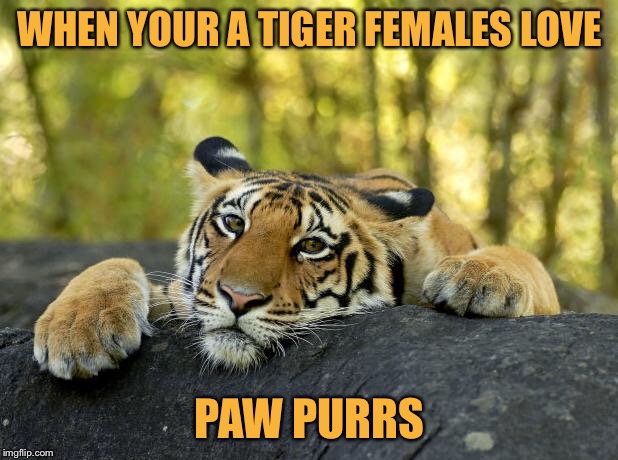Confession Tiger | WHEN YOUR A TIGER FEMALES LOVE; PAW PURRS | image tagged in confession tiger,tigerlegend1046,tiger,puns,memes | made w/ Imgflip meme maker