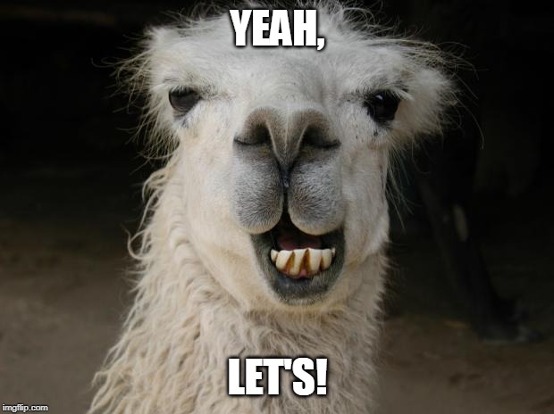 Because Llama | YEAH, LET'S! | image tagged in because llama | made w/ Imgflip meme maker