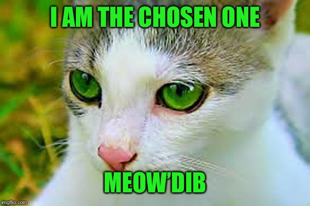 Meow’Dib (600px) | I AM THE CHOSEN ONE MEOW’DIB | image tagged in meowdib 600px | made w/ Imgflip meme maker