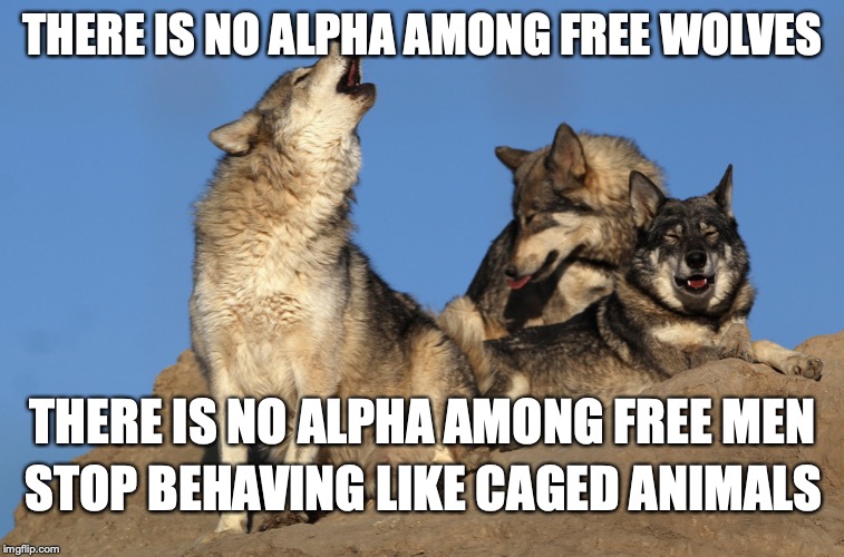 Free men | THERE IS NO ALPHA AMONG FREE WOLVES; THERE IS NO ALPHA AMONG FREE MEN; STOP BEHAVING LIKE CAGED ANIMALS | image tagged in liberty,freedom | made w/ Imgflip meme maker