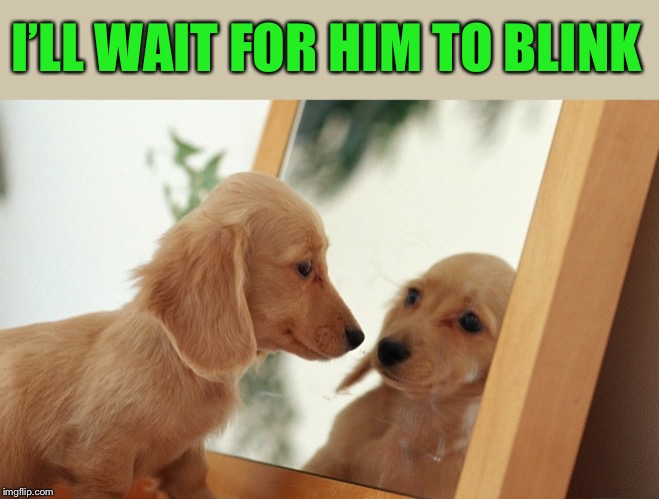 MIRROR doggo | I’LL WAIT FOR HIM TO BLINK | image tagged in mirror doggo | made w/ Imgflip meme maker