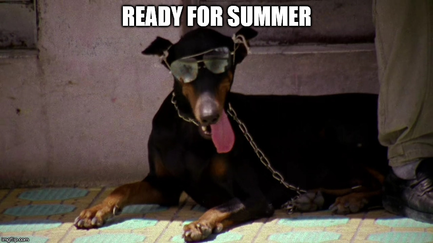 When Even Your Dog Looks Cooler Than You ... | READY FOR SUMMER | image tagged in dog,summer,sunglasses,cool,movies | made w/ Imgflip meme maker