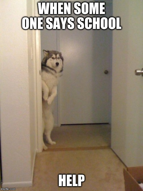 Scared standing dog | WHEN SOME ONE SAYS SCHOOL; HELP | image tagged in scared standing dog | made w/ Imgflip meme maker