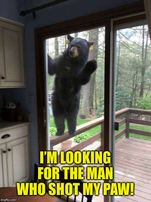 Black bear on porch railing looking in sliding glass door | I’M LOOKING FOR THE MAN WHO SHOT MY PAW! | image tagged in black bear on porch railing looking in sliding glass door | made w/ Imgflip meme maker