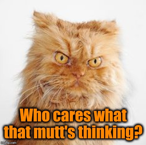 mean cat | Who cares what that mutt's thinking? | image tagged in mean cat | made w/ Imgflip meme maker