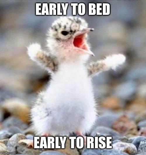 Early Bird!!! | EARLY TO BED EARLY TO RISE | image tagged in early bird | made w/ Imgflip meme maker