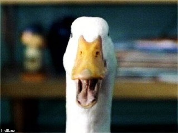 Aflac Duck | image tagged in aflac duck | made w/ Imgflip meme maker