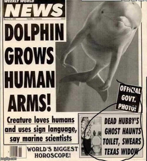 Never mind  the dolphin | image tagged in dolphin | made w/ Imgflip meme maker
