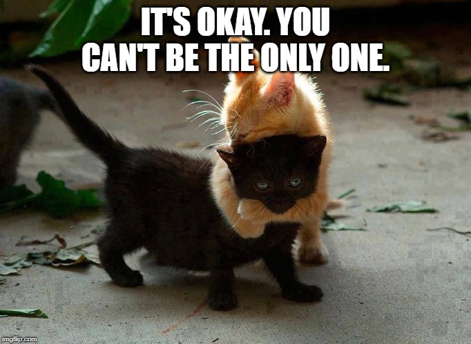kitten hug | IT'S OKAY. YOU CAN'T BE THE ONLY ONE. | image tagged in kitten hug | made w/ Imgflip meme maker