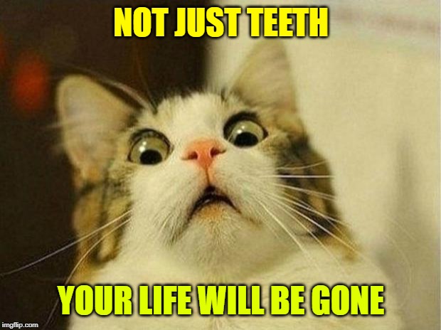 Scared Cat Meme | NOT JUST TEETH YOUR LIFE WILL BE GONE | image tagged in memes,scared cat | made w/ Imgflip meme maker