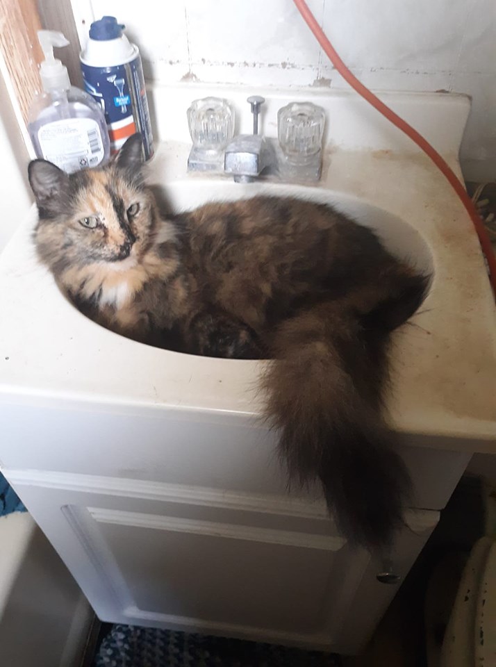 High Quality SINK CAT Blank Meme Template