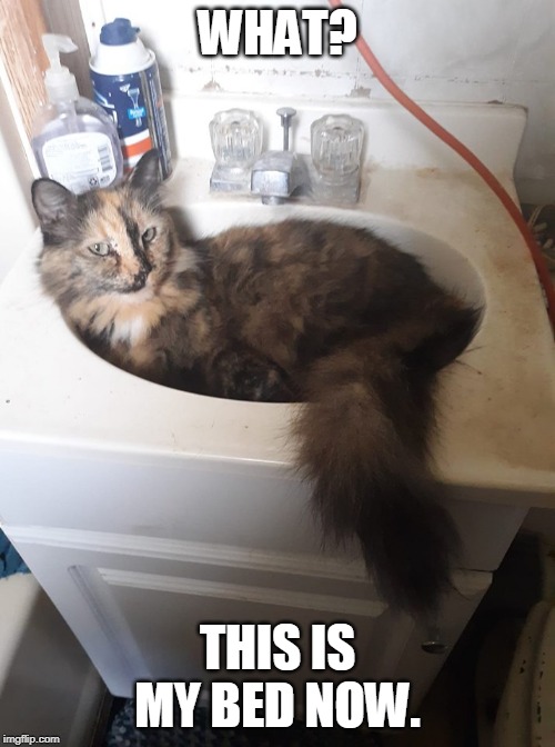 MY BED | WHAT? THIS IS MY BED NOW. | image tagged in sink cat,cat | made w/ Imgflip meme maker