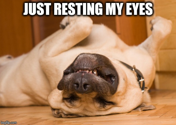Sleeping dog | JUST RESTING MY EYES | image tagged in sleeping dog | made w/ Imgflip meme maker