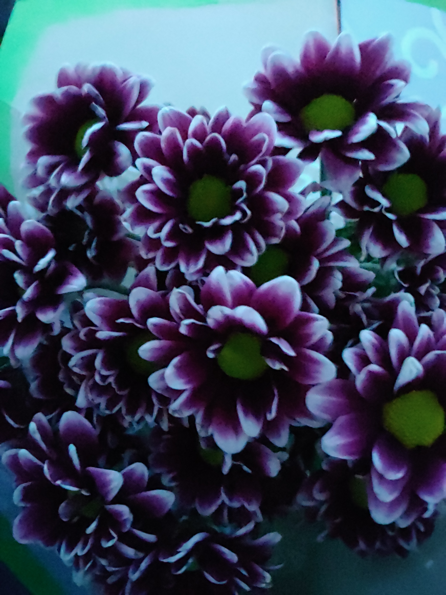High Quality Purple flowers Blank Meme Template