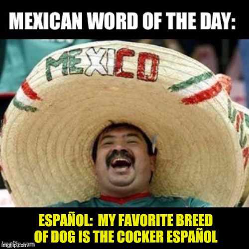 ESPAÑOL:  MY FAVORITE BREED OF DOG IS THE COCKER ESPAÑOL | made w/ Imgflip meme maker