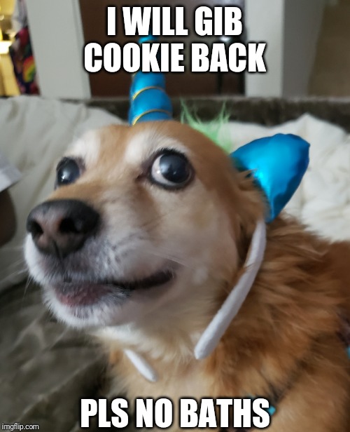 Unidog | I WILL GIB COOKIE BACK; PLS NO BATHS | image tagged in dog,unicorn | made w/ Imgflip meme maker